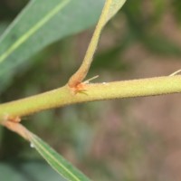 Madhuca clavata Jayas.